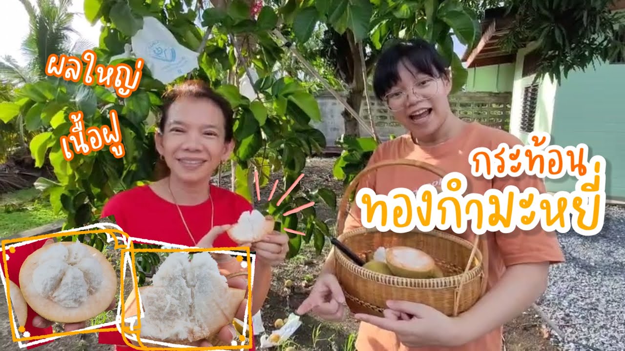 กระท้อน’ทองกำมะหยี่‘ เนื้อนุ่มฟู หวานอร่อยใจฟูสุดๆ!