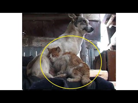 Video: Lucky Dog Saved from Chov má úžasnú obnovu