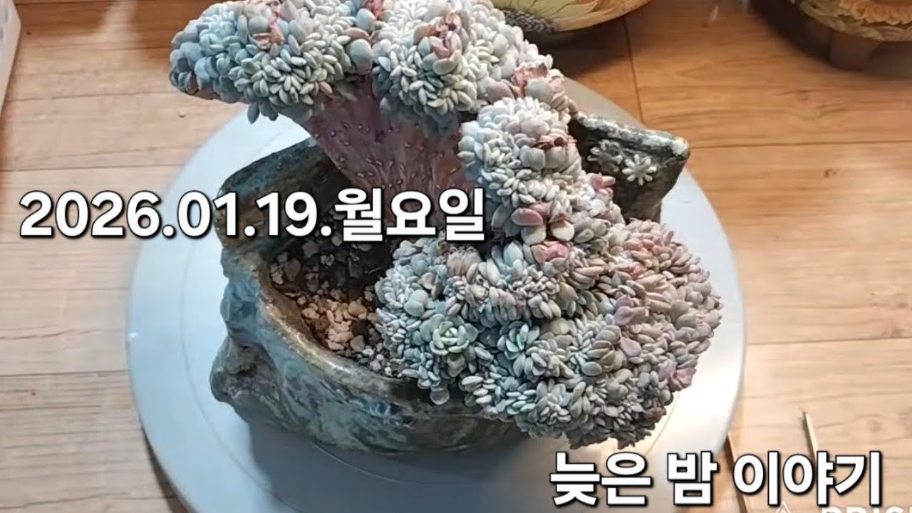 고양 구름다육 라이브 방송