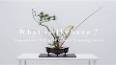 The Enchanting World of Japanese Flower Arrangement (Ikebana) ile ilgili video