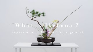 What is Ikebana? Japanese Art of Flower Arrangement