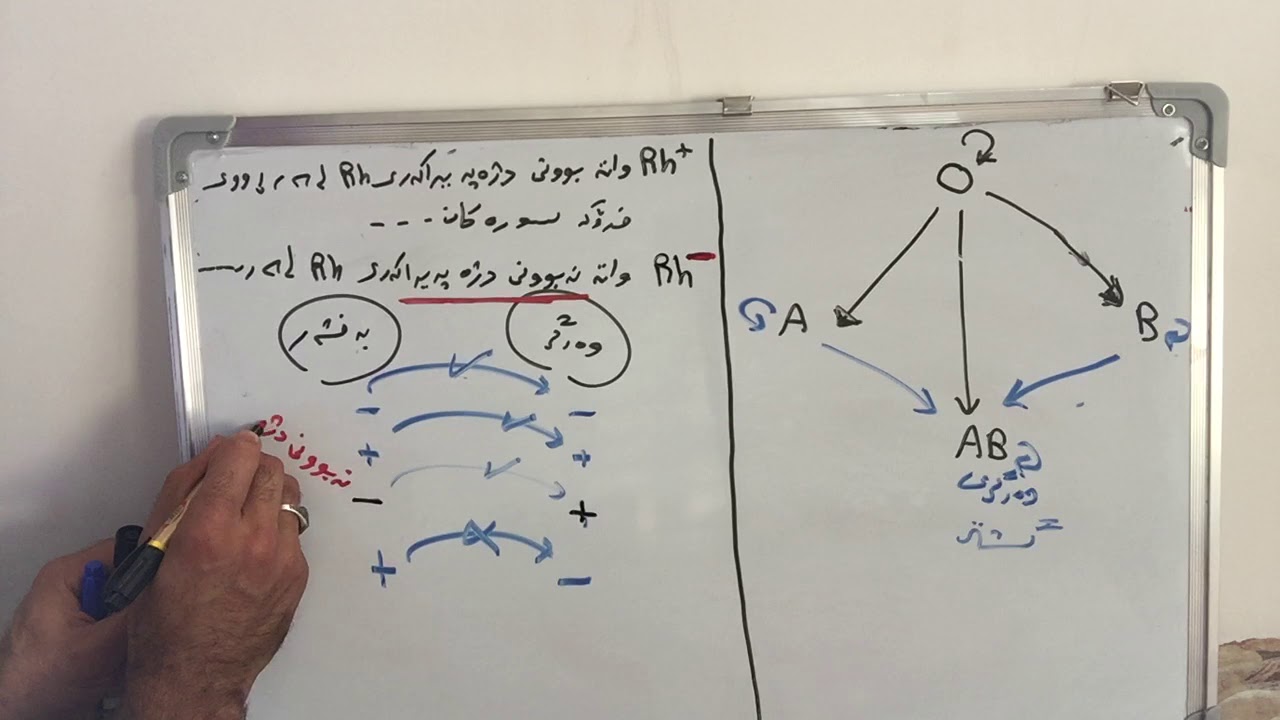 زیندەزانی پۆلی ١٢ بەندی دووەم /کۆمەڵەکانی خوێن / م.بارزان