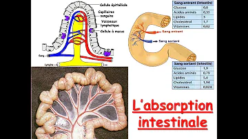 Quelles sont les voies de l'absorption intestinale ?