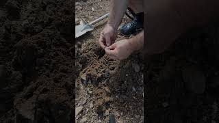 Metal detecting Button Find CScope 6mx #shorts #metaldetecting #cscope