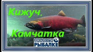 Диалоги о рыбалке - 085 / Камчатка. Кижуч