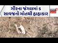 Gir Somnath Lion Death | ગીરના જંગલમાં 5 સાવજનો મોતથી હાહાકાર | Gujarat Forest Department | Lions