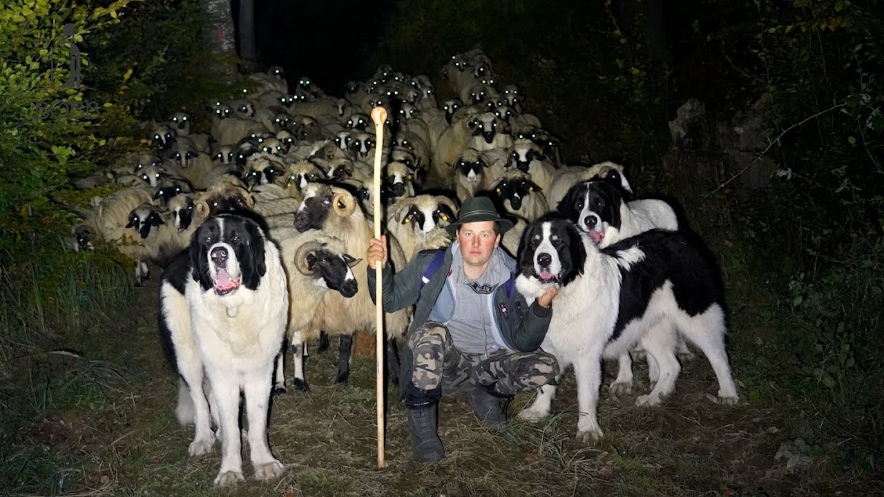 Noaptea prin PĂDURE cu oile BREZE | Câini ciobănești de BUCOVINA la datorie | Lup crescut de om Ep.2