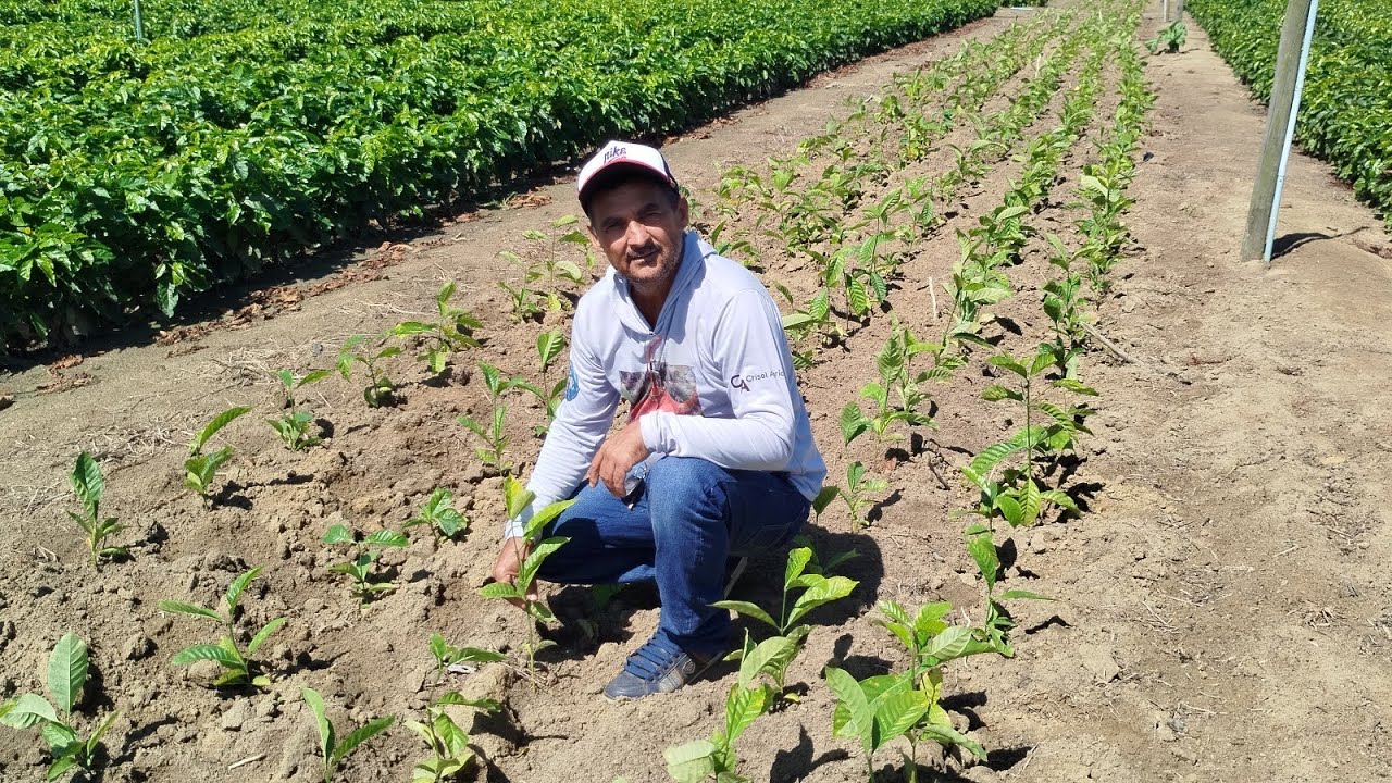Veja um jardim clonal só do CLONE (04). viveiro robusta capixaba.o melhor viveiro.es.???