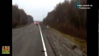 Russian Black Bear gets hit by a car AND lives to tell his mother about it!