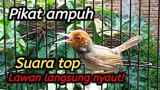 Pikat prenjak jantan gacor 100% ampuh bikin semua prenjak nyaut seketika 