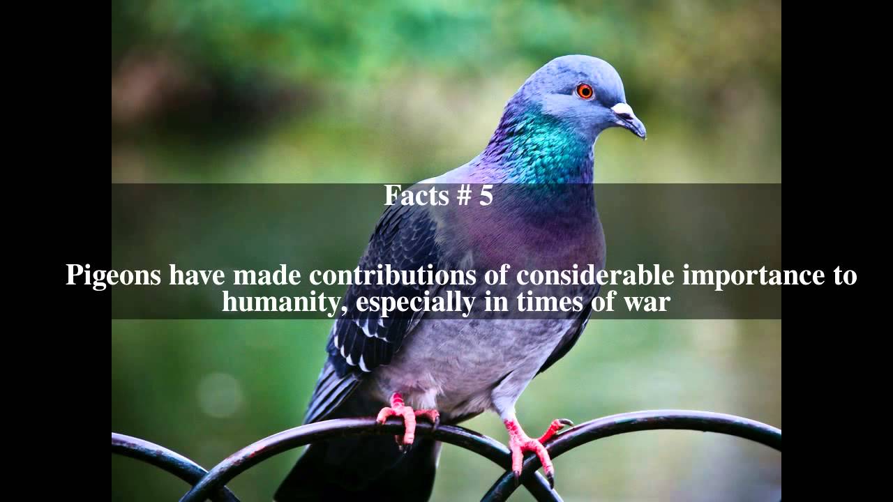 Domestic pigeon Top 10 Facts YouTube