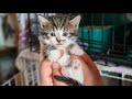 Только что котенок найденный в коробке обрёл семью | вторая жизнь бездомного котёнка Saved a kitten