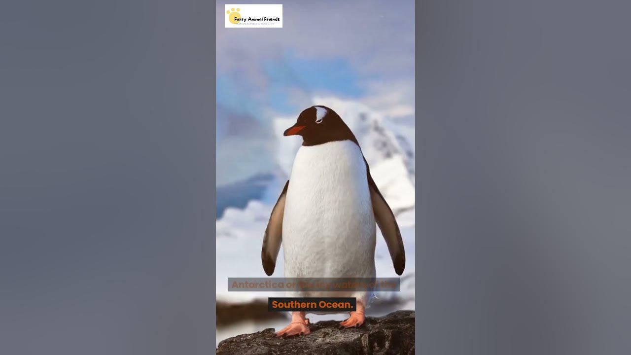 Penguins have a thick layer of feathers and blubber to keep them warm
