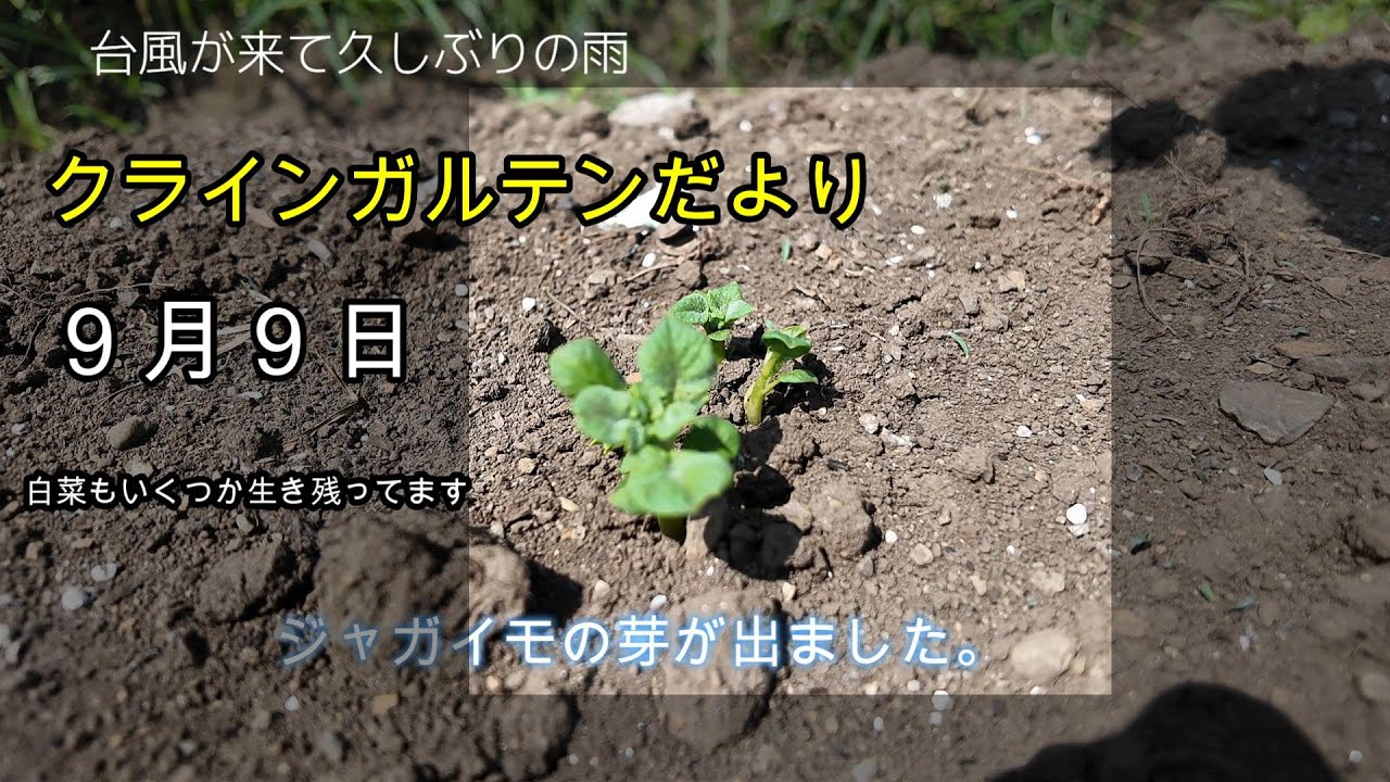 クラインガルテンだより９月９日（ジャガイモの芽が出ました。白菜もいくつか生き残ってます。）#定年後 #定年後の生き方 #クラインガルテン