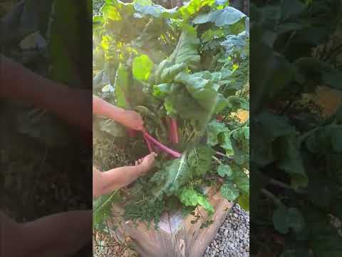 Video: Swiss Chard Container Hagearbeid: Planting Chard i containere