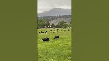 Beautiful view of nature cows grazing and mountains #nature #naturelovers #naturevideo