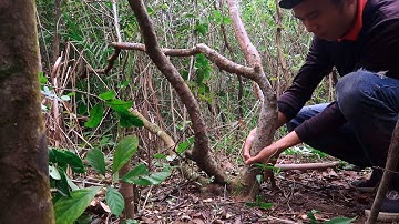 Hành Trình Lên Núi Đào Cây Sim Rừng Về Làm Cảnh - Săn Tìm Bonsai