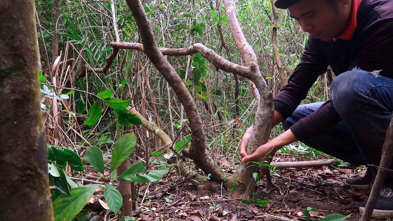 Hành Trình Lên Núi Đào Cây Sim Rừng Về Làm Cảnh - Săn Tìm Bonsai - YouTube