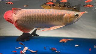 Arwana Super Red ITL Pbass Mono Auranti Maculata