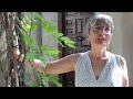 Hamleto 003 - Ofelio - 125a datreveno de la unua eldono en Esperanto