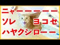 聞いたことある？猫が長い鳴き声でオヤツをくれと要求！【ナチュラハ グレインフリー まぐろ】