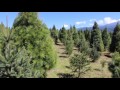 Turismo de Bolsillo- Bosque de árboles de Navidad, Amecameca