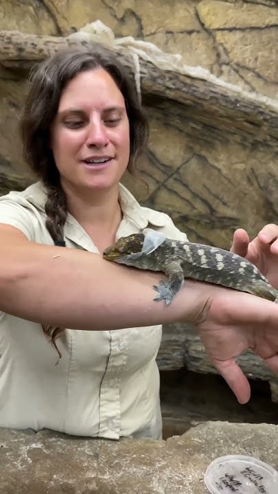 biggest-gecko-in-the-world-youtube