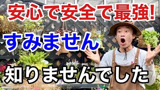 【天然で強い】念願の害虫退治が可能になりました　　　　　【カーメン君】【園芸】【ガーデニング】【ベニカナチュラルスプレー】