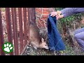 Woman saves deer in backyard