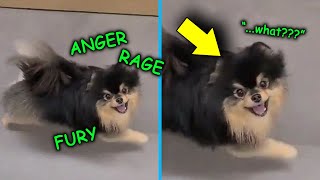 Yeontan hates BTS