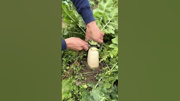 GI599815 mini rotary tillage and ridging all-in one tree 🌲 short view#subscribe