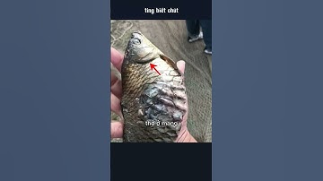 con cá chép ốm yếu tội nghiệp