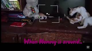 The Cat Series The Cuddling Kittens