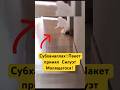 Посмотрите внимательно: Пакет Будто Совершает Намаз! #shotrs