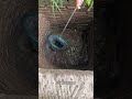 😱 Can't believe how many fish I caught in this old well!