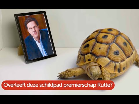 Overleeft deze schildpad premierschap Rutte? | Plakshot | VPRO