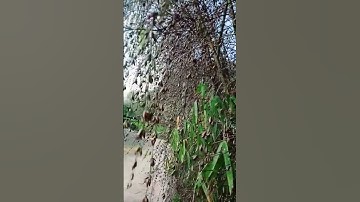 Hoa tre #shots #framing #shortsfeed