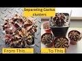 How to separate a cactus cluster  separating cactus clusters  potting up  cacti cactus