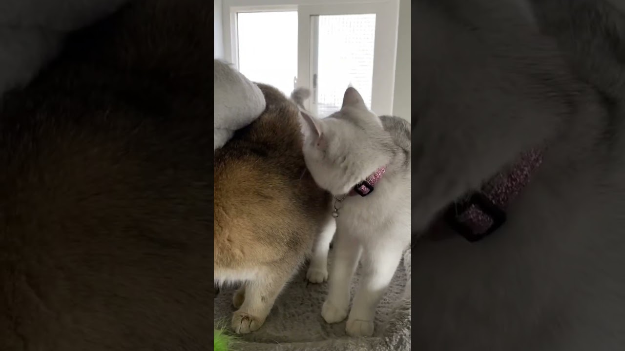 Alisa gets annoyed by Rosie 😊.     