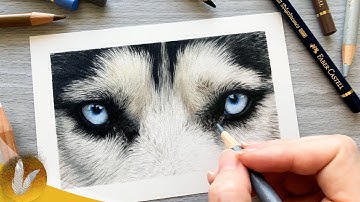 3 Important Components Of Drawing Fur | Colored Pencil Fur Techniques For Beginners