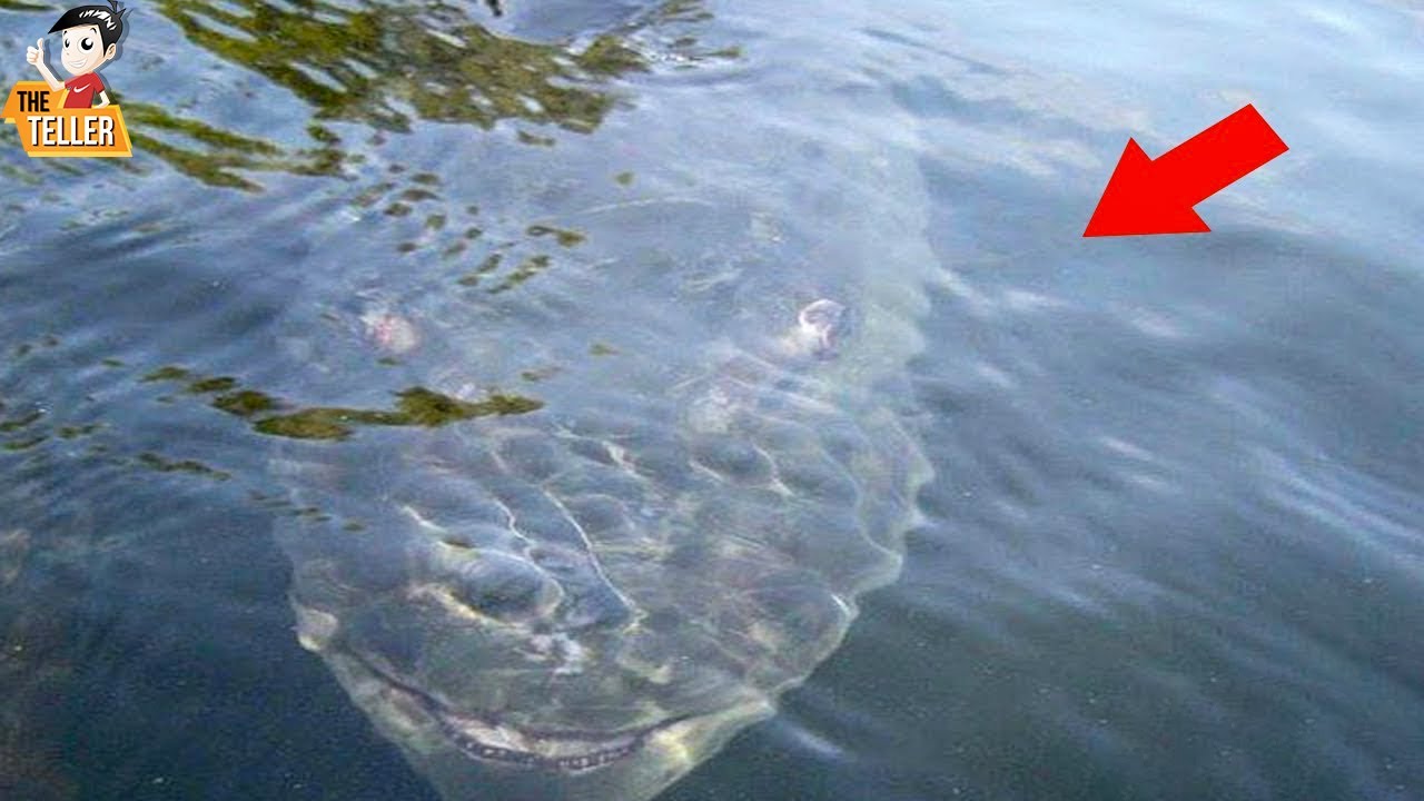 8 ปลายักษ์สายโหดใต้ทะเล ที่มีอยู่จริง ๆ ( สัตว์ประหลาด!!? )
