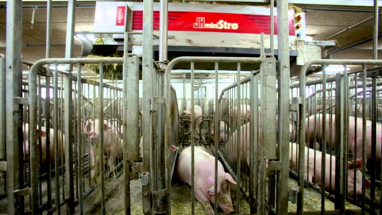 JH Agro A/S Automatic distribution of straw in pig stables YouTube