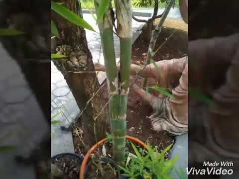 Bonsai bambu  unik dari alam YouTube