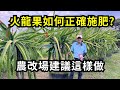 火龍果如何正確施肥幫助結果 掌握追肥重點 讓火龍果結實纍纍 火龍果追肥重點分享 阿星種植 火龍果如何正確施肥幫助結果 掌握追肥重點 讓火龍果結實纍纍 火龍果追肥重點分享 阿星種植