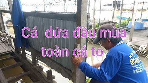 câu cá dứa to đầu mùa