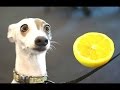 Смешные Собаки реагируют на лимоны. Сборник - [NEW HD]