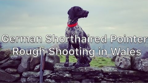 Rough Shooting - German Shorthaired Pointer Working Snipe and Woodcock