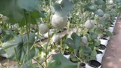 TÚI PE TRỒNG DƯA LƯỚI 0937902929