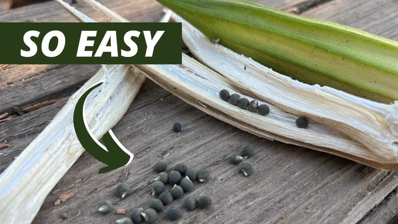 How To Save Okra Seeds YouTube How To Save Okra Seeds YouTube