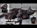 The happiness of a cute black stray cat with a broken jaw after being rescued.